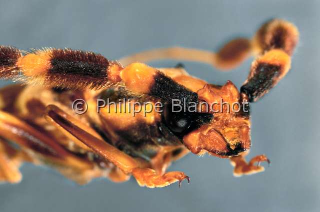 Batus barbicornis.JPG - Batus barbicornis (Portrait), Longicorne , Long horned beetle, Coleoptera, Cerambycidae, Colombie